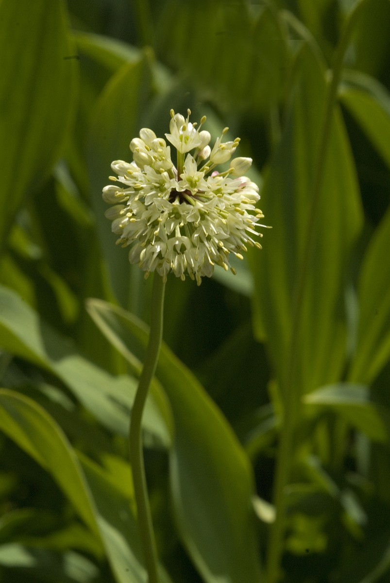 ALLIUM victorialis