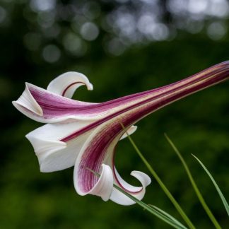 LILIUM formosanum pricei