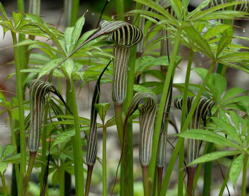 ARISAEMA consanguineum