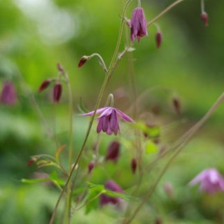 SEMIAQUILEGIA ecalcarata